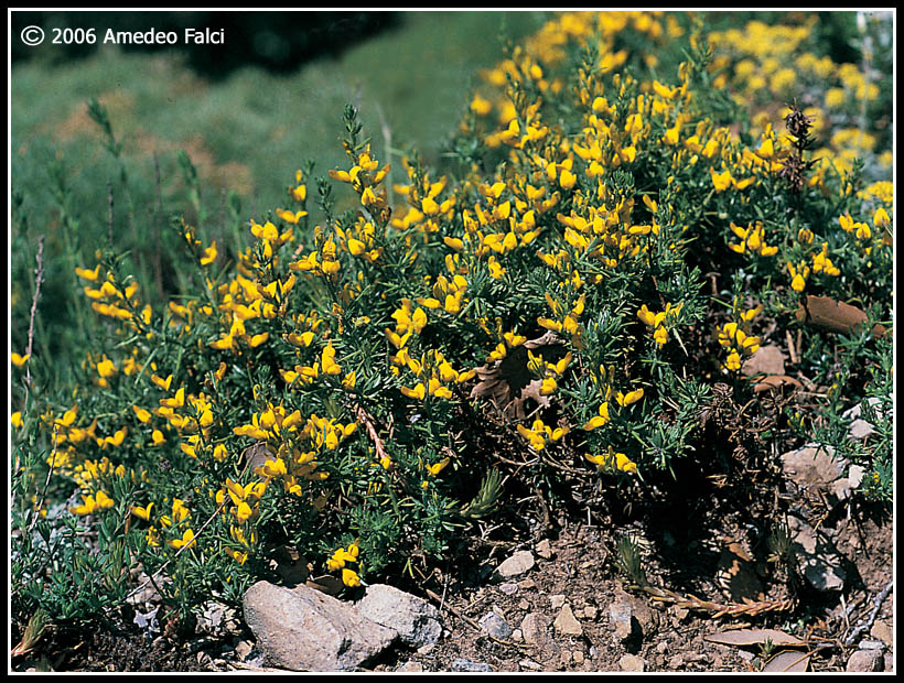 Genista cupanii / Ginestra di Cupani